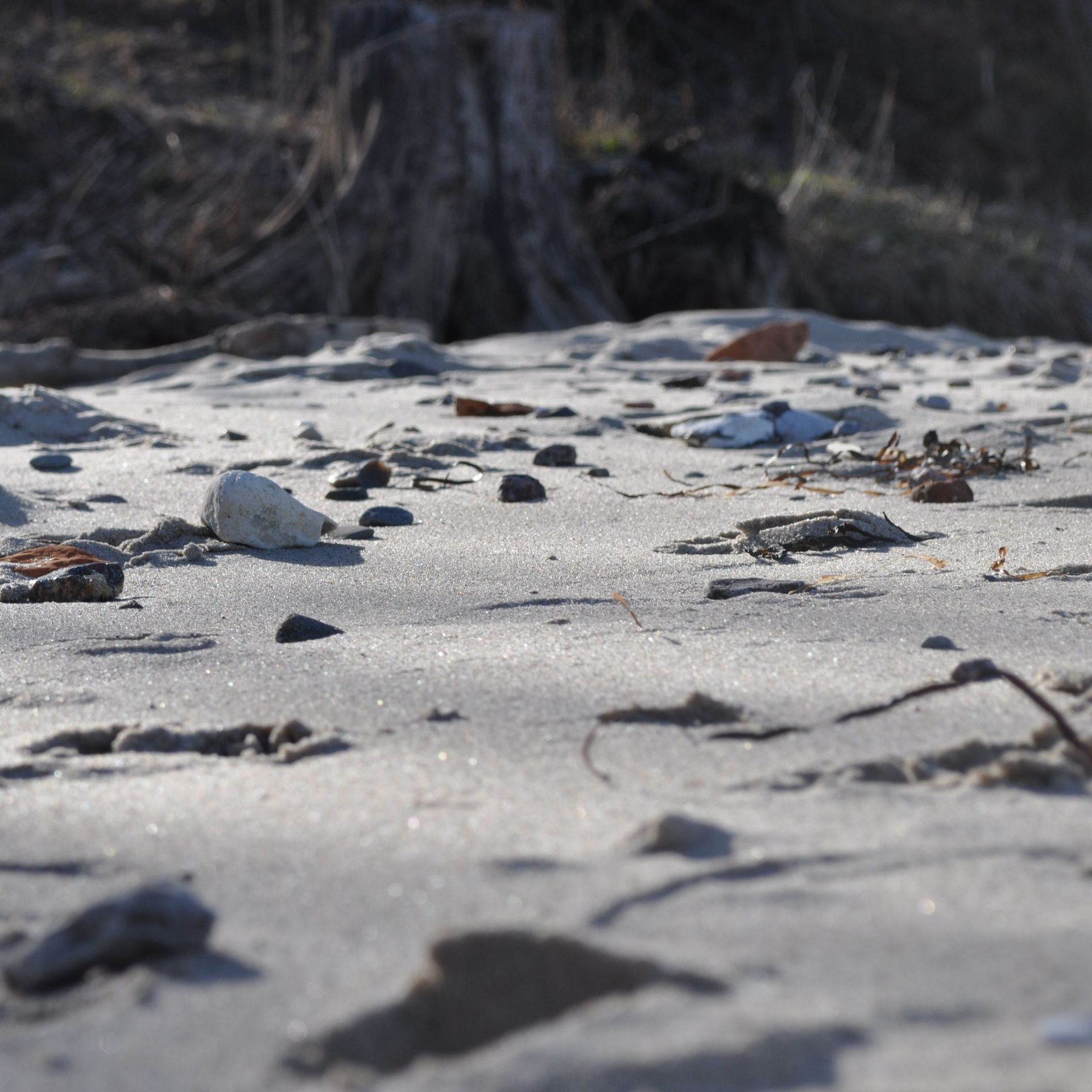 Steine auf Sand, Hintergrund Bäume