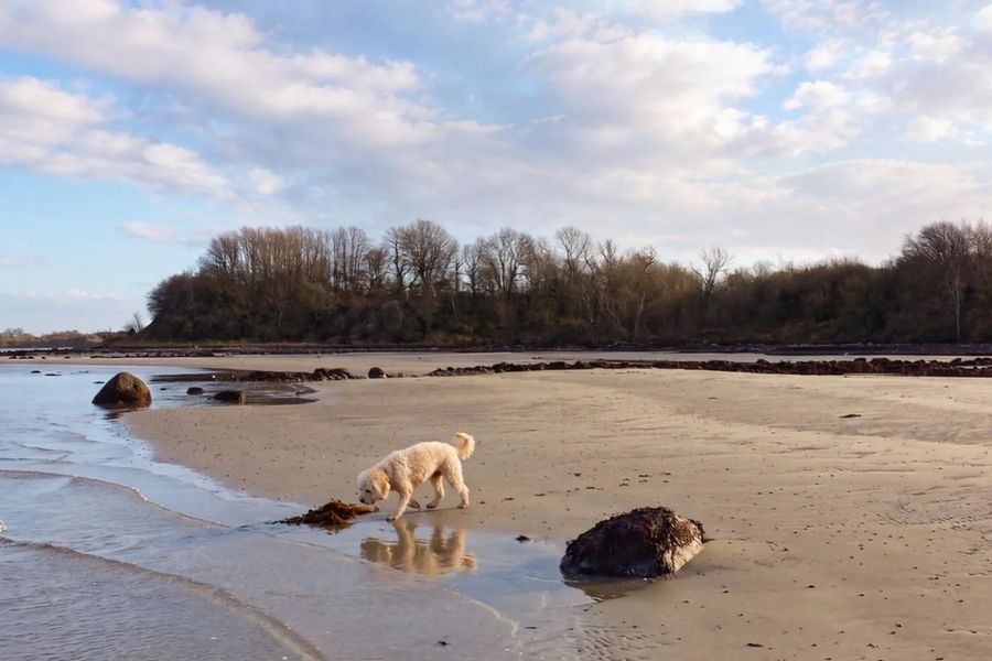 Hund am Naturstrand Habernis