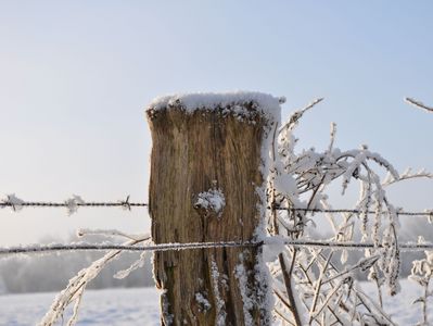 Zanpfahl mit Schnee, daran Stacheldraht und Gestrüpp mit Schnee