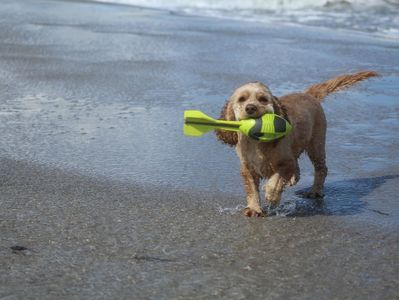 Kleiner Hund trägt Schaumstoff-Dart im Maul, läuft im Strand, Hintergrund Wasserlinie