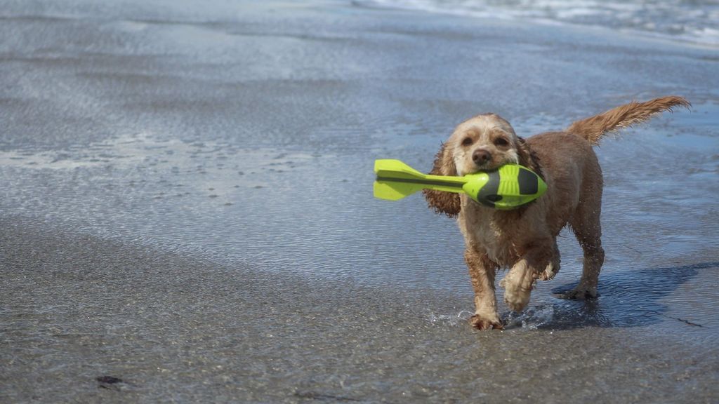 Kleiner Hund trägt Schaumstoff-Dart im Maul, läuft im Strand, Hintergrund Wasserlinie