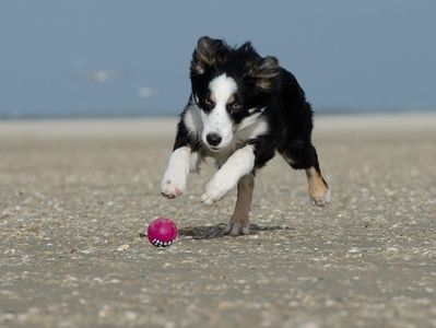Junger Hund springt am Ostseestrand hinter Ball her