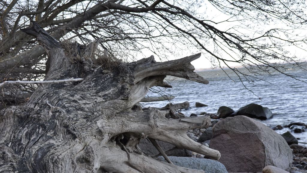 Stand, Wasser, entwurzelte Bäume auf Strand