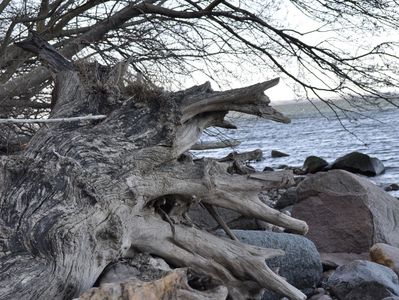 Stand, Wasser, entwurzelte Bäume auf Strand