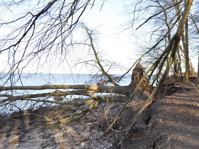 Waldstück am Strand, ein entwurzelter Baum