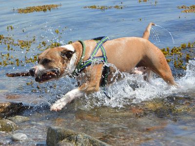 Hund trägt Stock, läuft durch flaches, steiniges Wasser